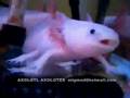 Axolotes Comiendo Axolotl feeding (migmed)