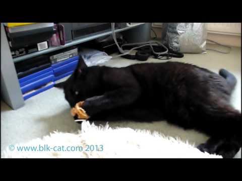 Blk Cat - Christmas Catnip