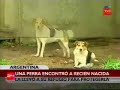 Perra salva a guagua abandonada