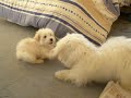 Chryssie et Doby Chryssie et Doby
