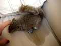 Squirrel peeing and pooping