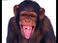 macaco insureccion son son  voces contra el maltrato animal 