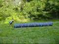 Bulldog Agility : Ettore....