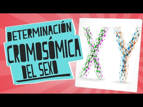 gametos - Será niña o niño? ¿XX o XY? Aquí aprenderemos como se determina el sexo de la progenie mediante la formación de gametos conteniendo los cromosomas X o Y (he...