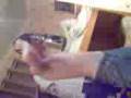 videos de TOby Dancing LOol