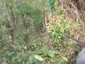Woodcock Hunt