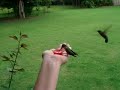hand feeding humming birds