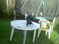Kittens , idiot owner add some frost. Kittens , idiot owner add some frost.