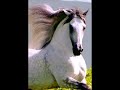 Pony