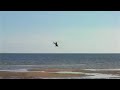 Helicopter crash near Saint-Petersburg