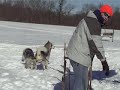 HarnishfegerOurDogs07