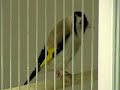 Darrrrek - Breeding carduelis major Agata mutation male