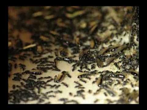 how to get rid of flying ants