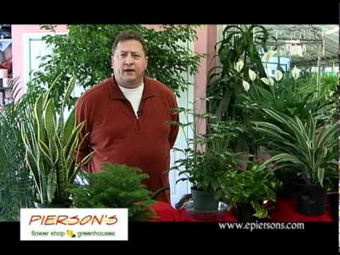 how to fertilize norfolk pine