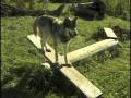Renki Teeters, Wolfgang Leaps at Wolf Park