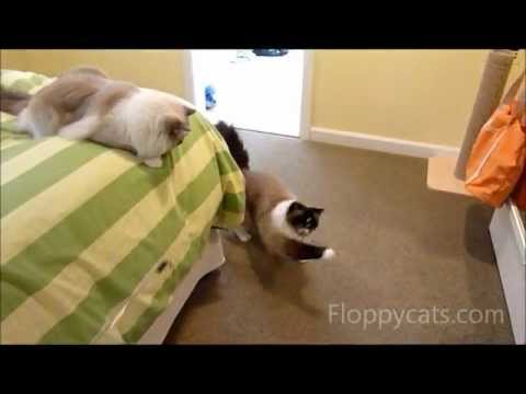 Neko Flies Small Kittenator Review 0 Neko Flies Small Kittenator Review