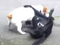 Playful Jack Russell Pt.3