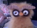 Owl episode 1