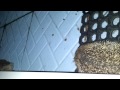 Click here to watch this video Clanfield hedgehogs.mp4