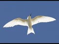 Il est libre Max - Hervé Cristiani 
http://www.youtube.com/watch?v=8dx3rktr4Ls 

 #Hello #Bonjour #Buogiorno