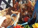 Pumpkin le chat