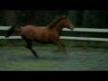 videos de Ginger