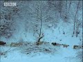 bbc: transylvania   living with predators   winter bears   wolves