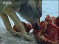 bbc: transylvania   living with predators   winter bears   wolves