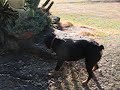 Really tuff Rotty