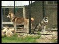 Видео - Порода собак Сибирский Хаски.