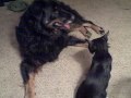 Beth and Samson at play