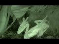 See Video
