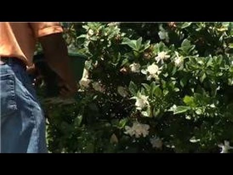 how to fertilize flowers