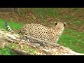 Fort Worth Zoo - Cheetah