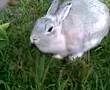 funny Bunny. Camuz documentary on everything