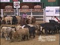 Chigger Bit Dulce   Amateur Futurity   Semi Finals