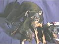 Kallie loves DiDi
