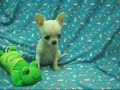 ??? Chihuahua