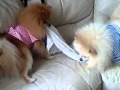 ポメラニアン　タオルで引っ張りっこ　トム＆モモ