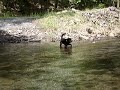 Lacie crossing a mountain stream Lacie crossing a mountain stream