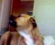 Bullmastiff video