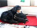 irma bernese mountain dog - puppies 14 days old