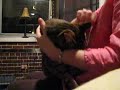 Meet a handsome, sweet tabby kitty found in central Maryland