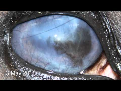 how to treat uveitis in cats