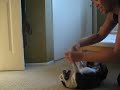 Sophie the Boston Terrier going nuts, she is ticklish!