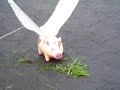 The Adventures of Mortimer C. Pig The Adventures of Mortimer C. Pig