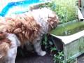 Update on St. Bernards Suffering in Johnstown, PA, July 31, 2009 and Thayne's attempt to help them.