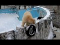 2009/12/20円山動物園　ホッキョクグマその1