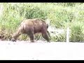 Grizzly Bears at Katmai National Park