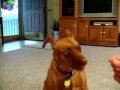 Funny Barack Obama  Dog Video